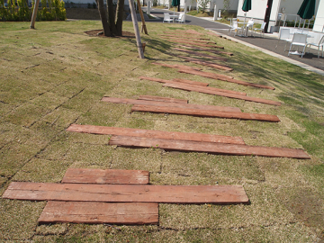 白井小町